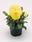 Viola x w. Inspire® žlutá F1 500 semen - 1/2
