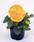 Viola x w. Inspire® Golden Yellow 500 seeds - 1/3