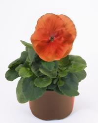 Viola x w. Inspire® Deep Orange F1 500 seeds