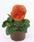 Viola x w. Inspire® tmavě oranžová  F1 500 semen - 1/3