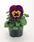Viola x w.Inspire® Purple-Orange F1 500 seeds - 1/3