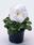 Viola x w. Inspire® White F1 500 seeds - 1/3