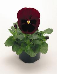 Viola x w. Inspire® Ruby F1 500 seeds