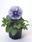 Viola x w. Inspire® Silver Blue with Eye 500 seeds - 1/3
