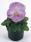 Viola x w. Inspire® levandulová F1 500 semen - 1/4