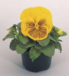 Viola x w.Cats® Yellow F1 500 seeds