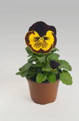 Viola x w.Cats® Red & Gold F1 500 seeds - 1