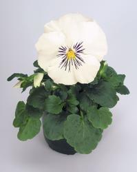 Viola x w.Cats® White  F1 500 seeds - 1