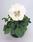 Viola x w.Cats® White  F1 500 seeds - 1/3
