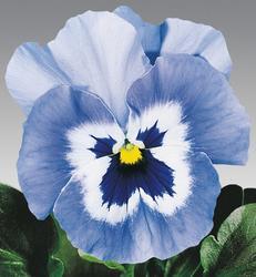 Viola x w.Joker Light Blue F2 500 seeds