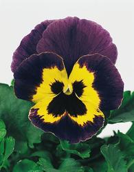 Viola x w.Joker Violet-Gold F2 500 seeds