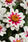 Zinnia maryladica Zahara® Starlight Rose 100 semen - 1/2