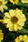 Zinnia maryladica Zahara® Yellow 100 semen - 1/2