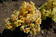 Antirrhinum m. Twinny Yellow Shades F1 500 seeds - 2/2