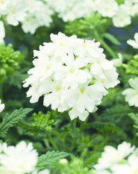 Verbena Obsession™ Cascade White 100 semen - 2