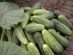 Cucumber Gherkin Blanka F1 10g - 2