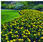 Tagetes erecta Antigua Yellow F1 200 semen - 2/2
