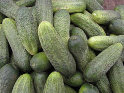 Cucumber Gherkin Elisabet F1 10g - 2