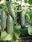 Salad cucumber Cheer F1 10g - 2/2