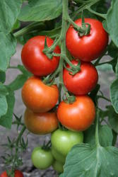 Pole tomato Tipo F1 1g - 2