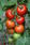 Pole tomato Tipo F1 1g - 2/2