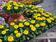 Calendula officinalis Bon Bon yellow 500 seeds - 2/2