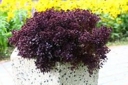 Ocimum basilicum - Basil Purple Ball 300 seeds - 2