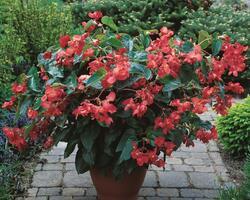 Begonia int. Dragon Wing® Red F1 250 pelet - 2