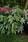 Begonia hybrida Gryphon 100 pellets - 2/4