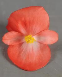 Begonia semp. Sprint Orange Bicolor F1 1000 pellet - 2