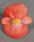 Begonia semp. Sprint Orange Bicolor F1 1000 pelet - 2/2