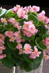 Begonia semp. Fiona Pink F1 500 pellets - 2