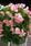 Begonia semp. Fiona Pink F1 500 pellets - 2/2