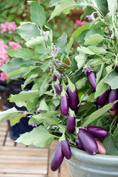 Eggplant/Aubergine Jewel Amethyst 100 seeds - 2