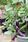 Eggplant/Aubergine Jewel Amethyst 100 seeds - 2/2