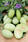 Eggplant/Aubergine Jewel Jade 100 seeds - 2/2