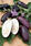 Eggplant/Aubergine Jewel Jet 100 seeds - 2/3