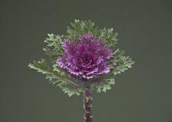 Brassica o. Crane Feather Queen F1 250 seeds - 2