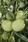 Gomphocarpus physocarpus Hairy Balls 200 seeds - 2/2