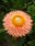 Helichrysum b. Monstrosum Lososové 2g - 2/2