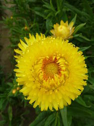 Helichrysum bracteatum Light Yellow 2g - 2