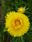Helichrysum bracteatum Light Yellow 2g - 2/2