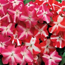 Impatiens w. Accent Colored Stars  Mix F1 250 seed - 2