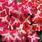 Impatiens w. Accent Colored Stars  Mix F1 250 seed - 2/3