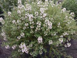 Thymus vulgaris - Garden Thyme Orangelo 200 seeds - 2
