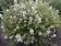 Thymus vulgaris - Garden Thyme Orangelo 200 seeds - 2/2