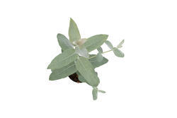 Eucalyptus globulus StyX 150 semen - 2