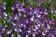 Linaria mar. Licilia Azure FSN 0,25 g - 2/2