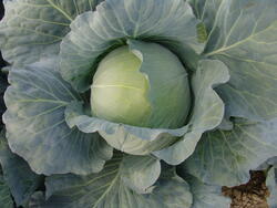 Cabbage Polar 10g - 2