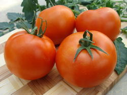 Pole tomato Palava  F1 5g - 2
